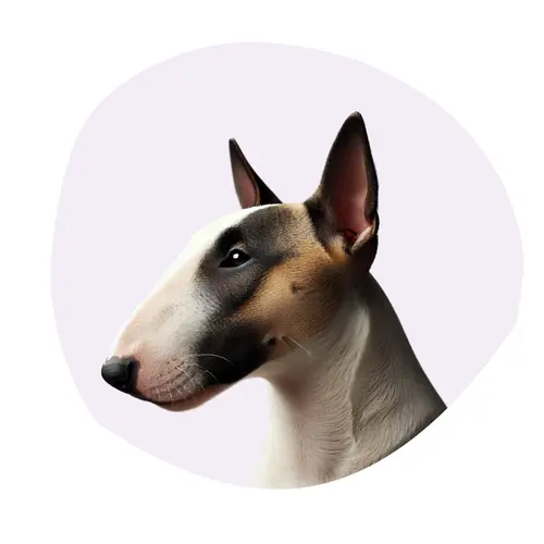 Bull terrier miniature
